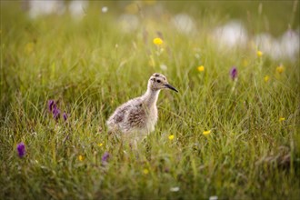 Curlew (Numenius arquata) chick