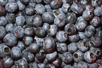 Northern highbush blueberry (Vaccinium corymbosum)
