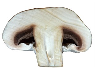 Halved mushroom (Agaricus)