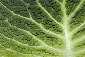 Close up of savoy cabbage leaf (Brassica oleracea)