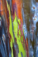 Colorful bark on the trunk of a Rainbow Eucalyptus tree (Eucalyptus deglupta)