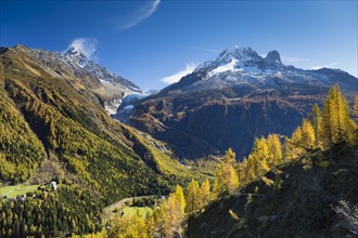 Argentiere Glacier in Mont Blanc Massif with autumnal larch forest
