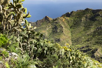 Prickly pear cactuses (Opuntia ficus-indica) and Macizo de Anaga mountain range behind