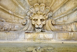 Lion's head