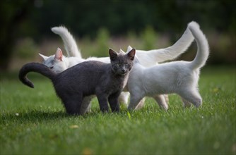 Young grey and white domestic cats playing in meadow