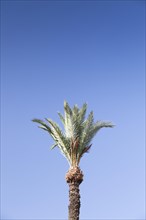 Top of a date palm tree (Phoenix dactylifera) against blue sky