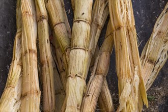 Sugarcane (Saccharum officinarum)