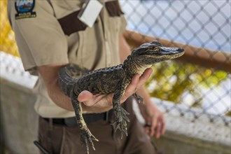 Ranger holds a two-year-old alligator (Alligator mississippiensis) on his arm