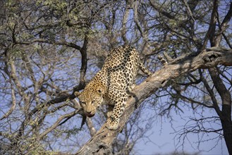 Leopard (Panthera pardus) climbing on tree