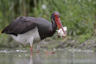 Black stork (Ciconia nigra) with prey in beak