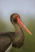 Black stork (Ciconia nigra) adult