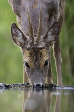 Roe deer (Capreolus capreolus) roebuck drinking at forest waterhole