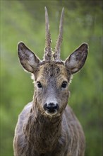 Roe deer (Capreolus capreolus) roebuck with winter coat