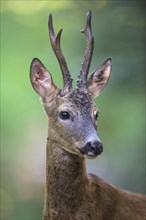 Roe deer (Capreolus capreolus) roebuck in summer coat