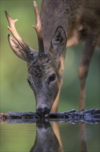 Roe deer (Capreolus capreolus) roebuck drinking at forest waterhole