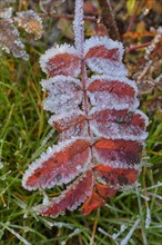 Rowan leaf (Sorbus aucuparia)