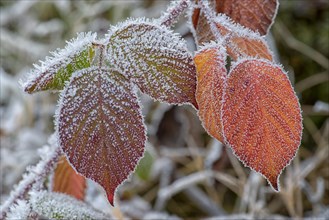 Autumnal blackberry leaves (Rubus sectio Rubus) covered with hoarfrost