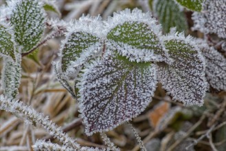 Autumnal blackberry leaves (Rubus sectio Rubus) covered with hoarfrost