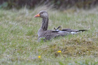 Greylag goose (Anser anser) with chicks