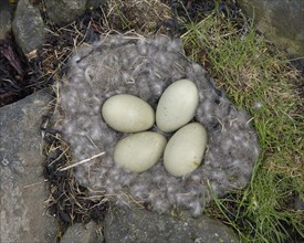 Eggs of Common Eider (Somateria mollissima) in nest with eiderdown