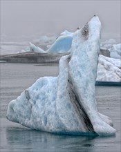 Drifting blue icebergs with kittiwakes (Rissa tridactyla) in the Jokulsarlon glacier lagoon in fog
