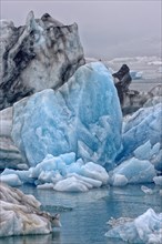 Drifting blue icebergs with gull (Larus marinus) in the Jokulsarlon glacier lagoon in fog