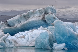 Drifting blue icebergs in the Jokulsarlon glacier lagoon with black-backed gulls (Larus marinus)