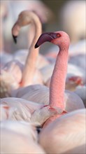 Lesser flamingo (Phoeniconaias minor) in breeding plumage