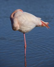 Greater flamingo (Phoenicopterus roseus) standing on one leg in water