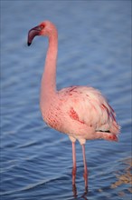 Lesser flamingo (Phoeniconaias minor) in water