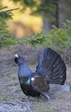 Wood grouse or capercaillie (Tetrao urogallus)