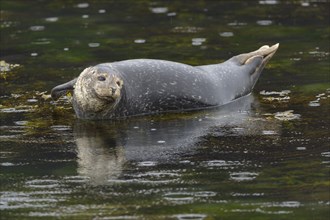 Common or harbour seal (Phoca vitulina) resting on stone in water