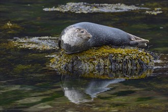 Common or harbour seal (Phoca vitulina) resting on stone in water