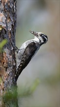 Three-toed woodpecker (Picoides tridactylus)