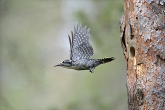 Three-toed woodpecker (Picoides tridactylus) leaving nesting hole