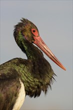 Black stork (Ciconia nigra)
