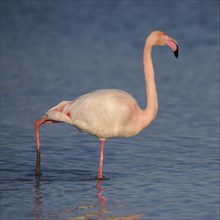 Greater flamingo (Phoenicopterus roseus) wading through lagoon