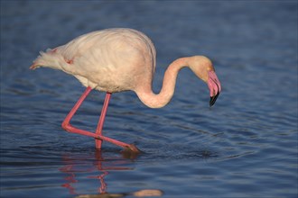 Greater flamingo (Phoenicopterus roseus) wading through lagoon