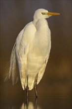 Great Egret (Casmerodius albus)
