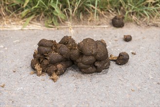Horse droppings along the way