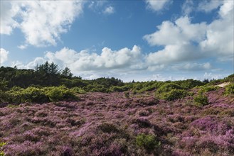 Heathland with flowering heather (Calluna vulgaris)