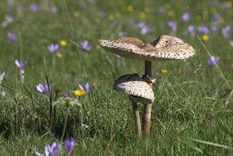 Autumn meadow with parasol mushrooms (Macrolepiota procera) and autumn crocus