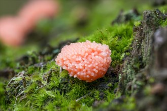 Red raspberry slime mold (Tubifera ferruginosa) Monchbruch Nature Reserve