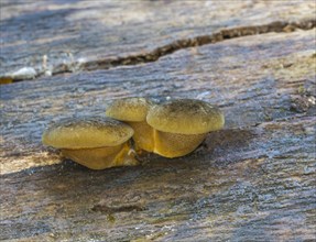 Late oyster (Panellus serotinus)