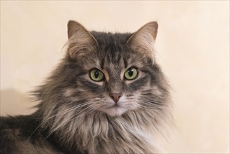 Norwegian Forest Cat