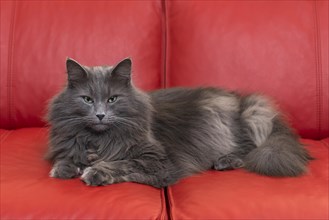 Norwegian Forest Cat lying on red sofa