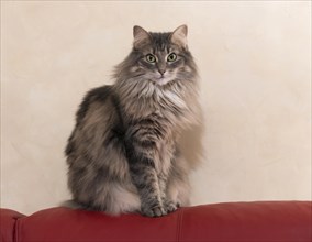 Norwegian Forest Cat