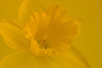 Yellow wild daffodil (Narcissus pseudonarcissus)