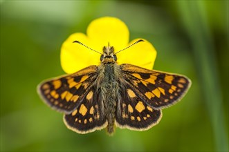 Checkered skipper (Carterocephalus palaemon) perched on a buttercup