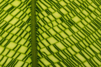 Calathea musaica (Calathea musaica)